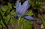 Prairie pleatleaf